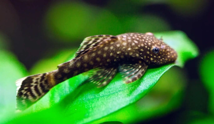 L-Welse und Harnischwelse